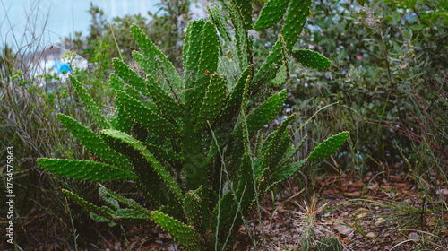 A close-up, slightly elevated outdoor shot of a vibrant green prickly pear cactus plant Opuntia growing wild in its natural, arid or Mediterranean-like environment