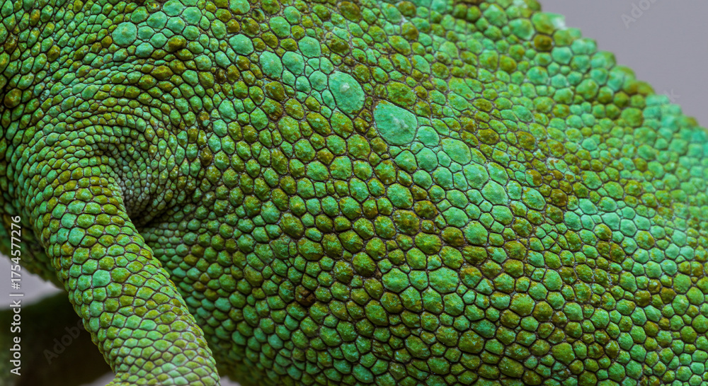 Fototapeta premium Closeup of a chameleons textured green skin with detailed scale pattern