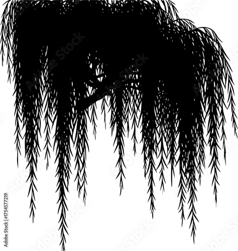 Weeping willow silhouette. This image presents a black silhouette of a weeping willow tree, showcasing its flowing branches and delicate foliage. Vector clipart illustration design