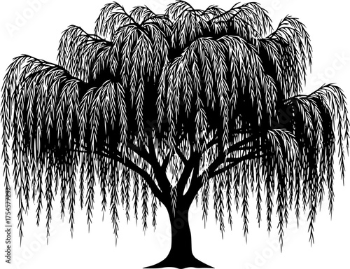 Weeping willow silhouette. This image presents a black silhouette of a weeping willow tree, showcasing its flowing branches and delicate foliage. Vector clipart illustration design