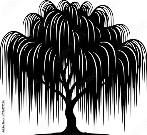 Weeping willow silhouette. This image presents a black silhouette of a weeping willow tree, showcasing its flowing branches and delicate foliage. Vector clipart illustration design