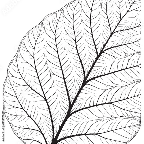 Vector art of closeup of a leaf vein structure