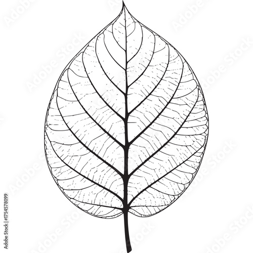 Vector art of skeleton leaf