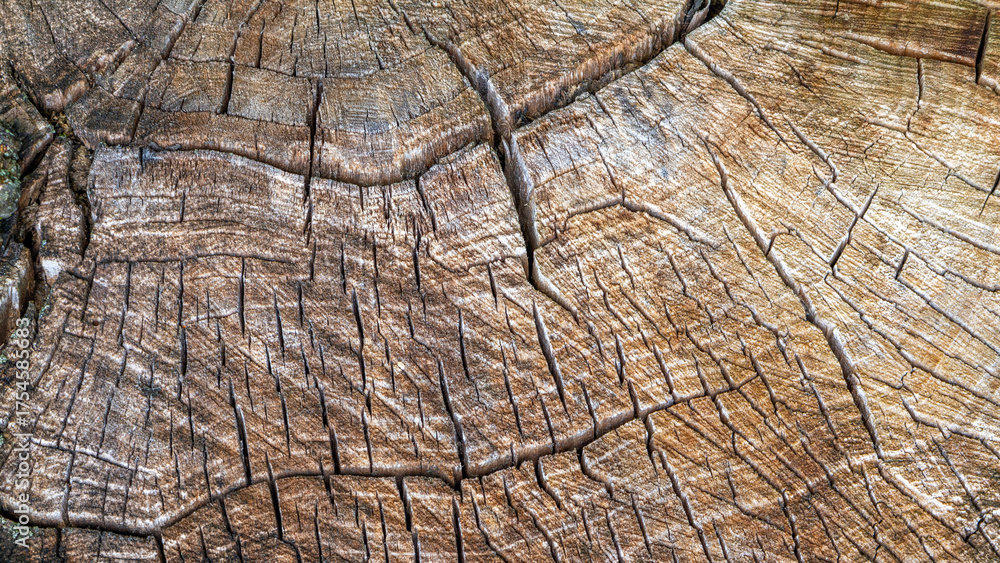 Fototapeta premium A close-up of a tree trunk's texture, revealing visible cracks, growth rings, and natural grain. This detailed macro image, showcasing the organic structure and grain of aged wood.