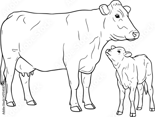
Cow calf drawing. It is a simple, black and white outline sketch of an adult cow and a calf standing together. Vector sketch line art draw
