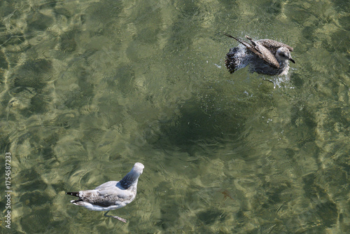 seagulls in the sea, view from above