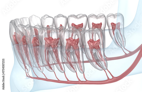 Dental root anatomy, transparent view. 3D illustration