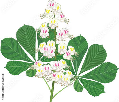 Inflorescence of horse chestnut (Aesculus hippocastanum) with two green leaves isolated on white background	