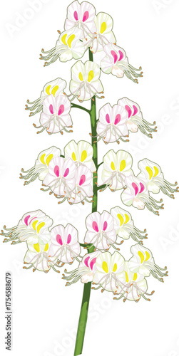 Inflorescence of horse chestnut (Aesculus hippocastanum) isolated on white background	