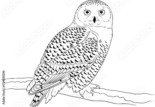 Snowy owl drawing. This black and white outline features a snowy owl, a large Arctic bird known for its striking white plumage and piercing eyes. Vector sketch line art draw.