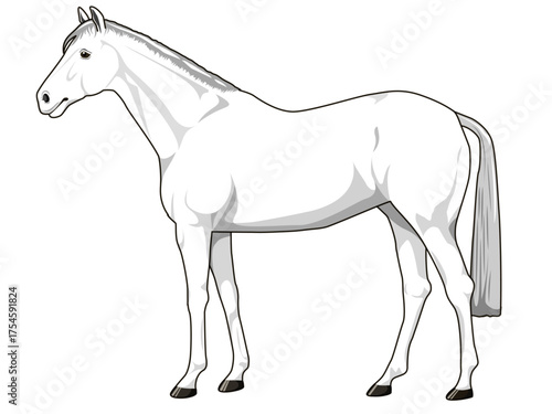 白毛の馬（サラブレット）