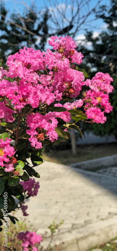 Wallpaper Mural Bright pink crepe myrtle flowers in full bloom on a sunny day. Close-up vertical shot with soft bokeh background, ideal for nature, garden, botanical, and lifestyle designs. Torontodigital.ca