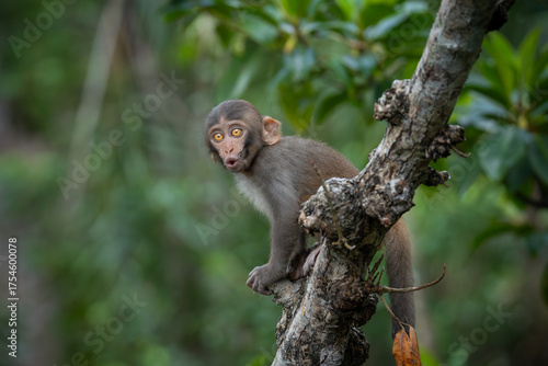 Photography A surprised monkey perched high on a tree branch today