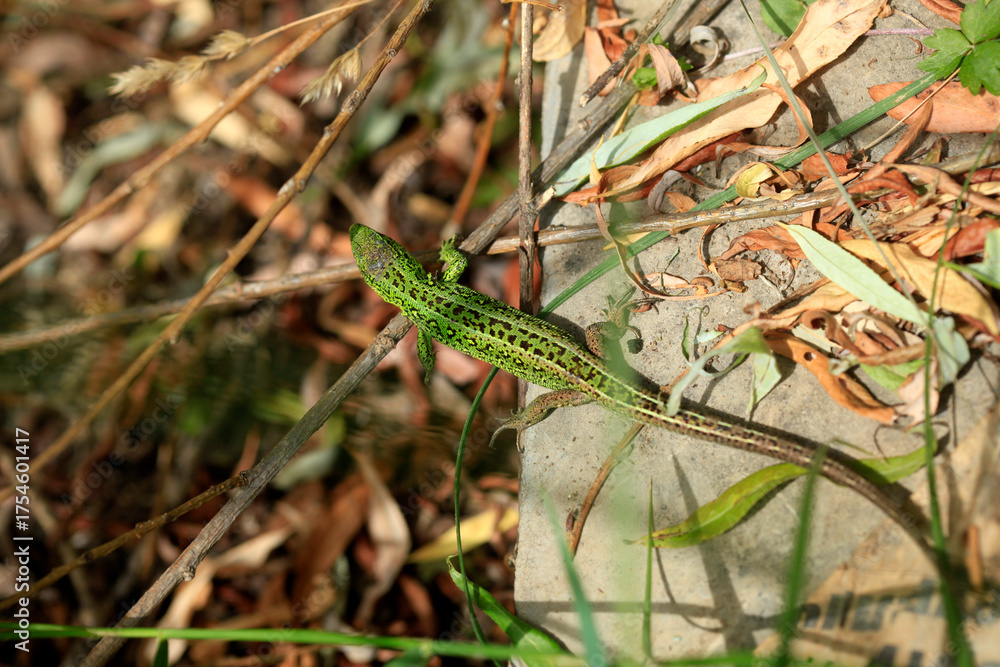 Obraz premium lizard on the grass