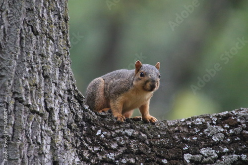 fox squirrel perched in a tree