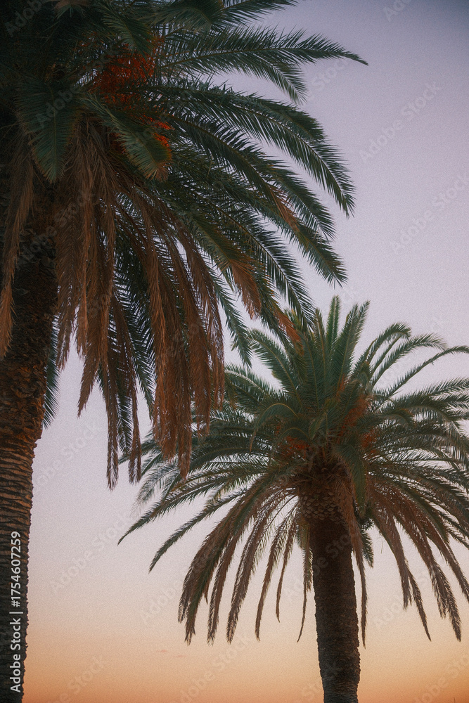 Obraz premium Two date palm trees silhouetted against a soft pink and purple sunset sky