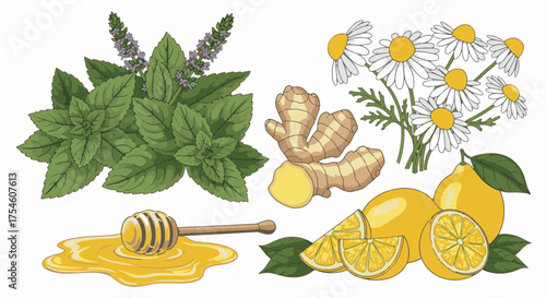Vector illustration set of herbal medicine ingredients. Mint, chamomile, ginger, lemon, and honey for making healthy tea. Natural remedy concept isolated on white