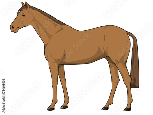 栗毛の馬（サラブレット）