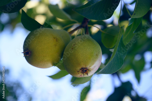 two pear on tree