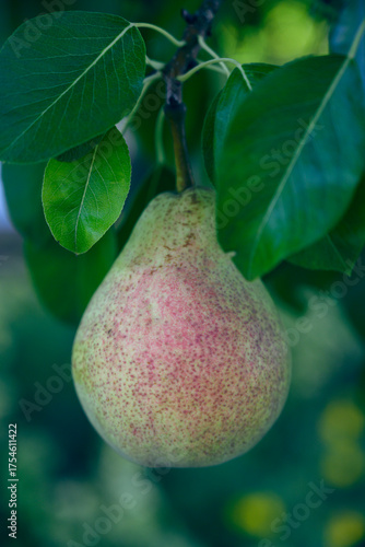 a ripe pear on tree