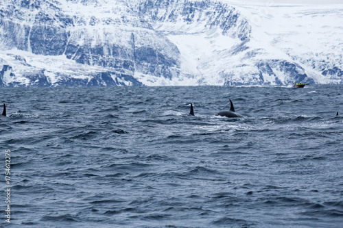 Gruppo di orche nuota al largo dell'isola di Skjervoy, Norvegia del Nord. Gennaio 2025