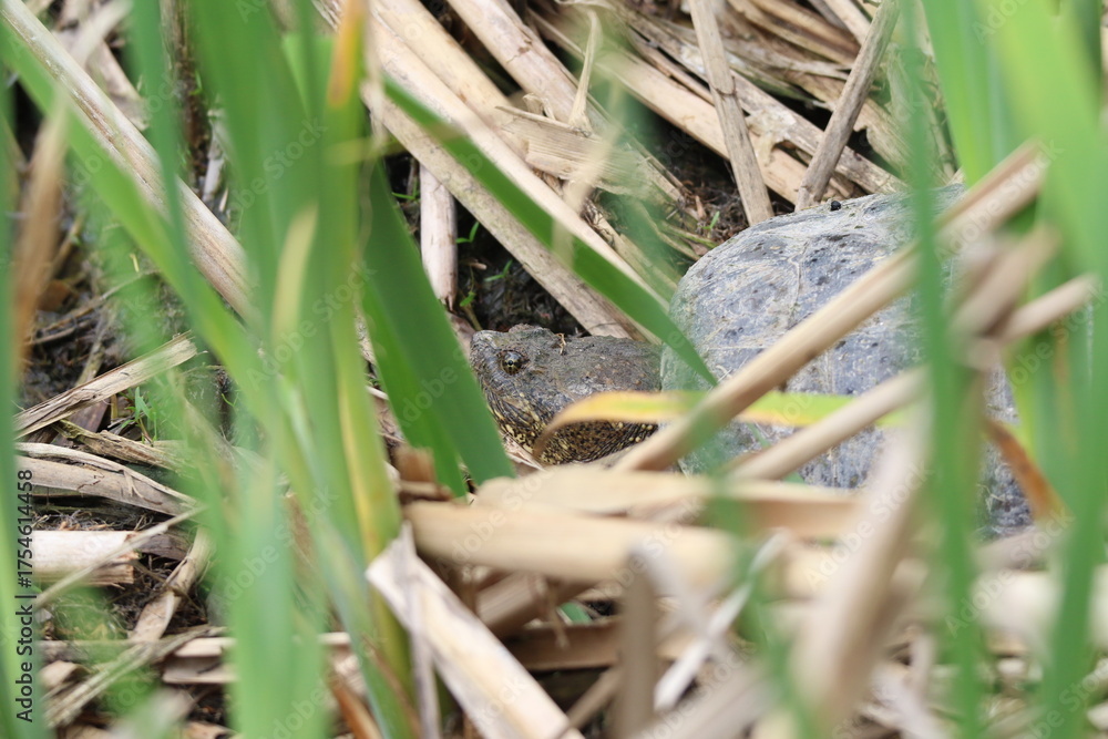 Fototapeta premium common snapping turtle hiding in a wetland
