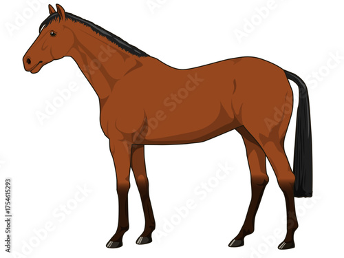 鹿毛の馬（サラブレット）