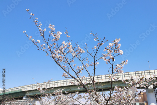 桜と阪神高速道路