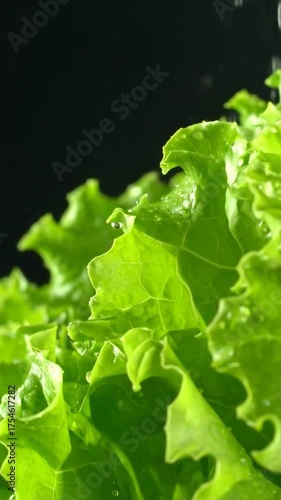 Vibrant green lettuce leaves under a gentle spray of water, showcasing freshness and texture on a dark background