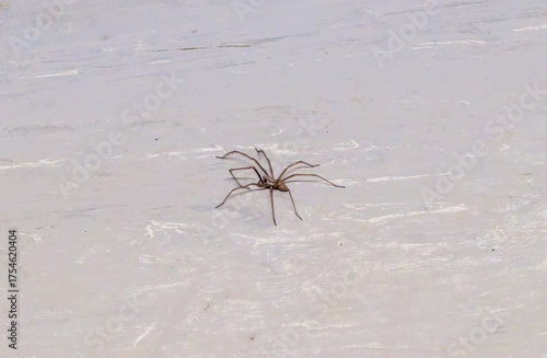 Foto Giant House Spider