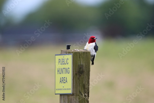 red headed woodpecker perched on a public hunting area sign