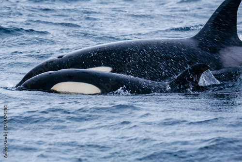 Mother and calf orca swimming together off the coast of Skjervoy, Northern Norway.