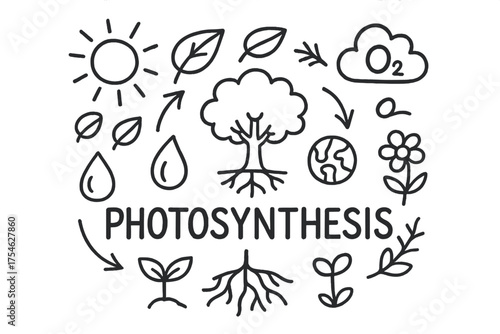 Photosynthesis Doodle Illustration. Photosynthesis. Hand-drawn doodle illustration of Photosynthesis. sun,