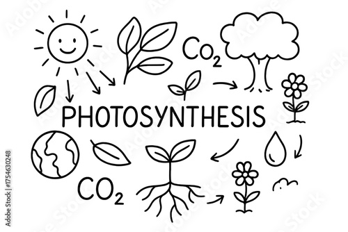 Photosynthesis Doodle Illustration. Photosynthesis. Hand-drawn doodle illustration of Photosynthesis. sun,