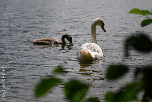 swans on the lake