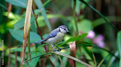 Bluetits feeding in the woods