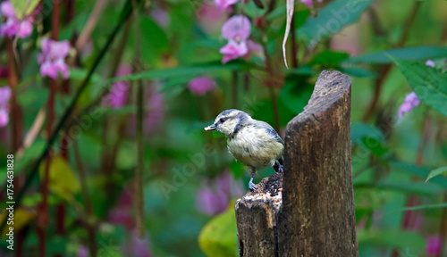 Bluetits feeding in the woods