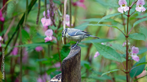 Bluetits feeding in the woods