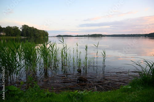sunrise over the lake and an otter
