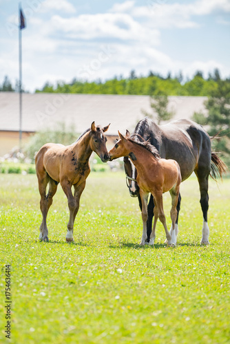Adorable baby horse in meadow