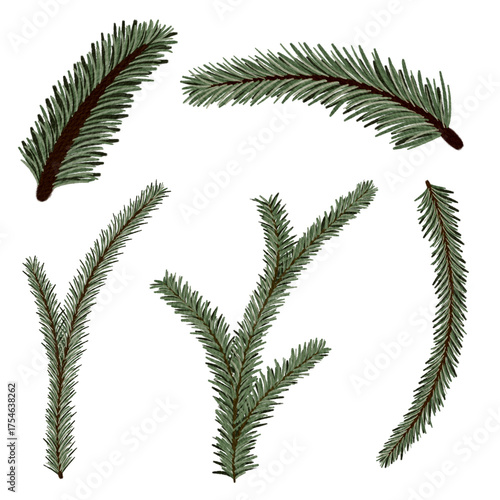 Watercolor Illustration of Pine Tree Branches Isolated on White Background