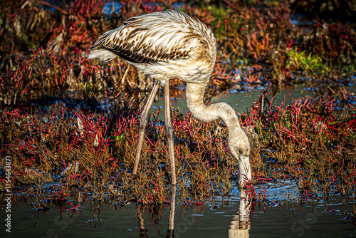 flamingo in the water