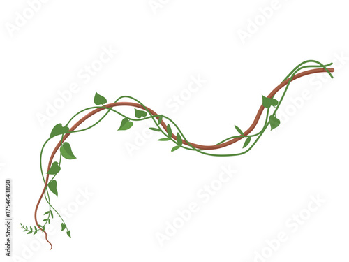 Twisted wild lianas branches, jungle vine plants, tropical rainforest