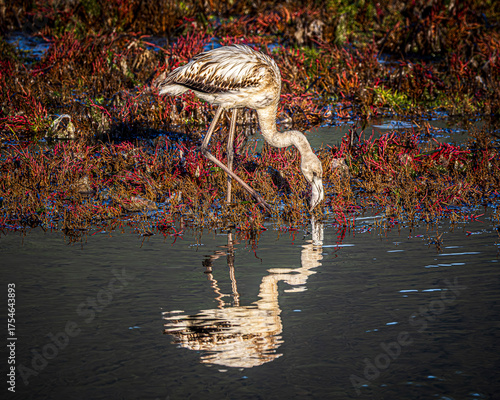 flamingo in the water