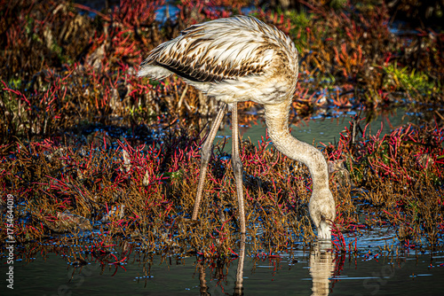 flamingo in the water