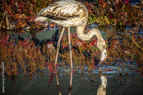 flamingo in the water