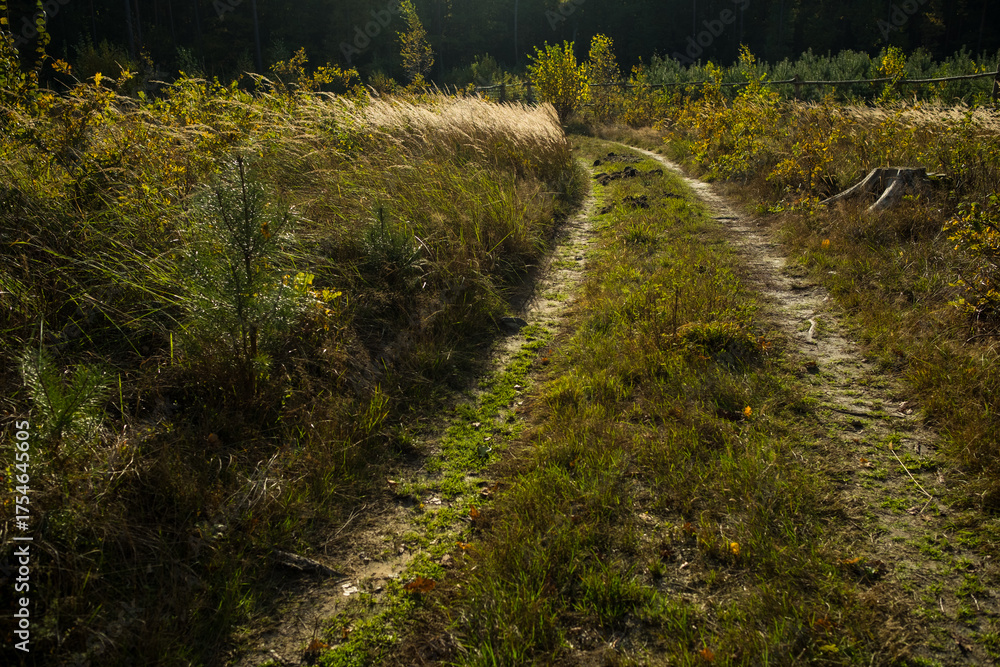 Fototapeta premium Path in Bialowieza Forest in Poland, autumn