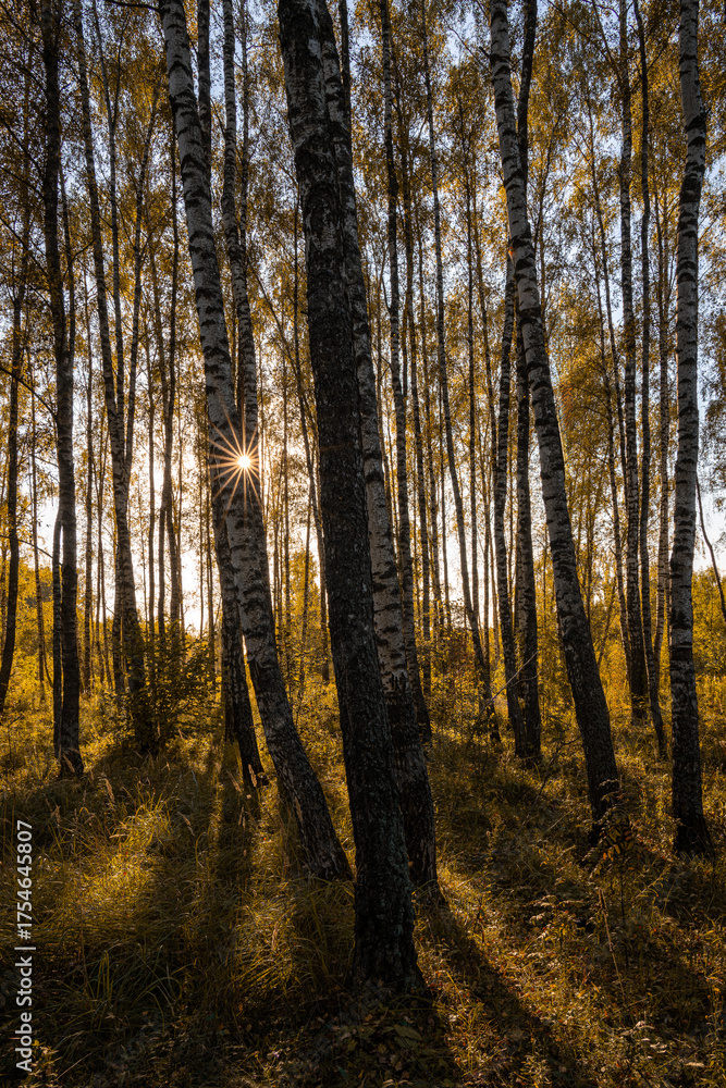 Fototapeta premium Sun setting through birch tree trunks in forest. Golden light illuminating autumn landscape in grove. Natural scenic view for wallpaper design.