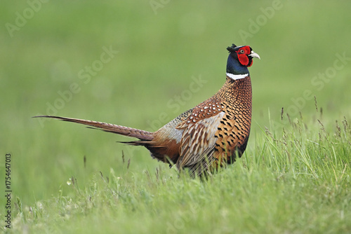 Wallpaper Mural Pheasant or hunting pheasant (Phasianus colchicus), male standing in meadow, Lake Neusiedl National Park, Seewinkel, Burgenland, Austria Torontodigital.ca