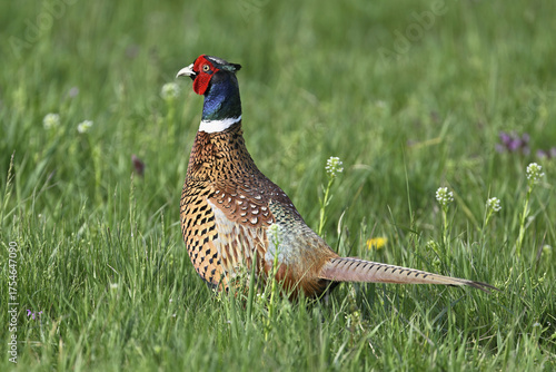 Wallpaper Mural Pheasant or hunting pheasant (Phasianus colchicus), male standing in meadow, Lake Neusiedl National Park, Seewinkel, Burgenland, Austria Torontodigital.ca